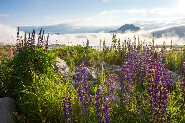 lupine flowers and rolling cloud over Lofoten islands in Norway