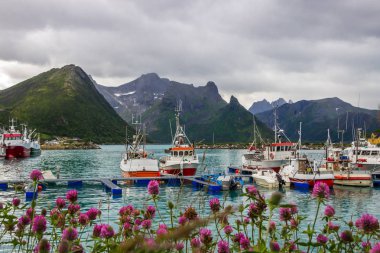 Norveç'te Senja Island yakınındaki Husoy balıkçı limanı