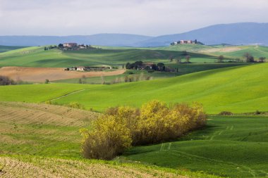 Toskana Girit Senesi yeşil tepeler