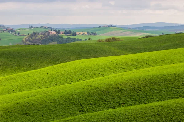 Зеленые Холмы Крита Сенези Тоскане — стоковое фото