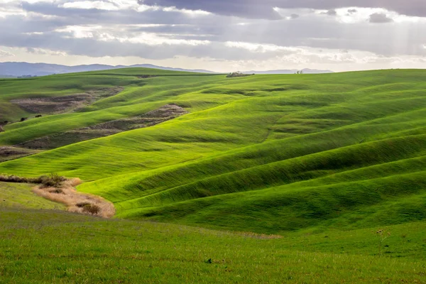 Champs Collines Verdoyantes Toscane — Photo