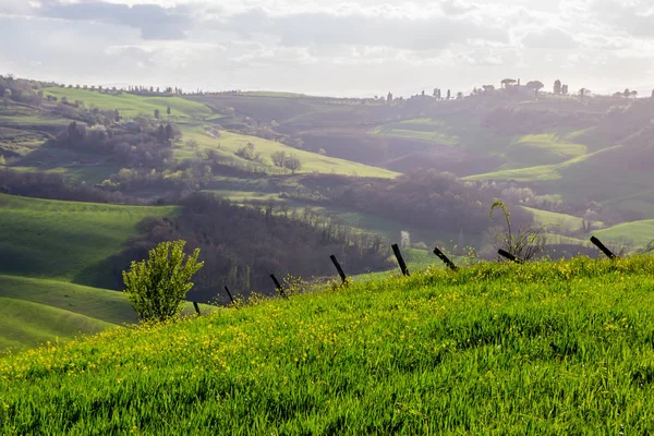 Зеленые Поля Холмы Крите Сенези Тоскане — стоковое фото