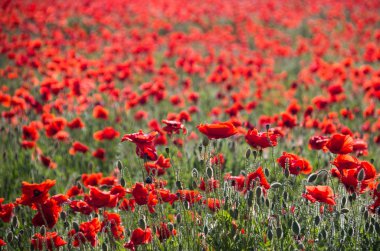 güneşli bir günde haşhaş alanı