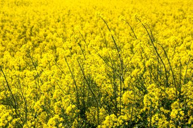 güneşli bir günde bir tecavüz alanı