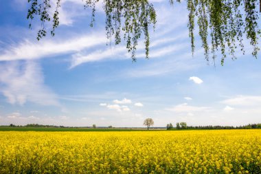 güneşli bir günde bir tecavüz alanı