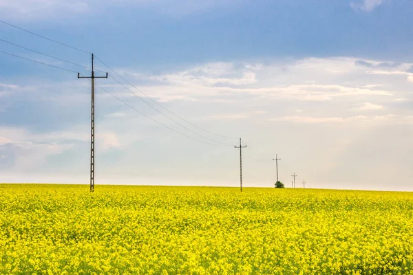 Field Rape Sunny Day — Stock Photo, Image