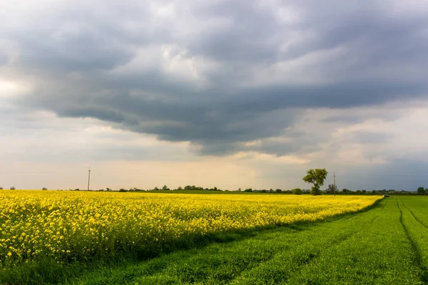 菜の群の畑に雲が立つ田舎の風景 — ストック写真