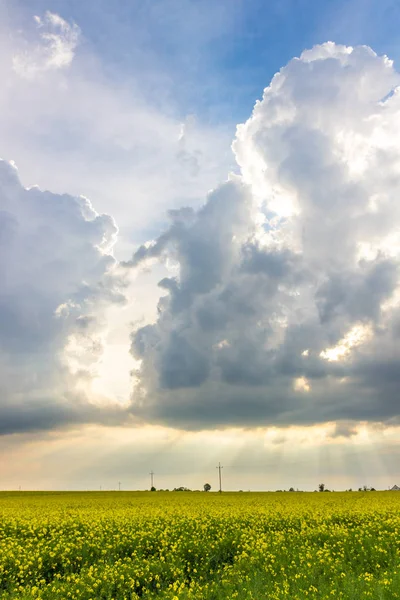 菜の群の畑に雲が立つ田舎の風景 — ストック写真