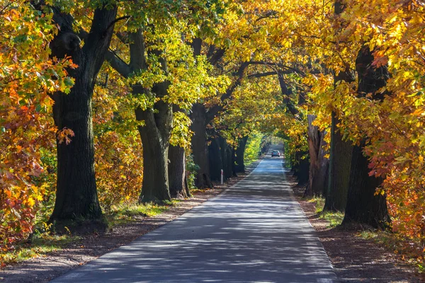 Droga Leśna Wśród Kolorowych Jesiennych Drzew — Zdjęcie stockowe