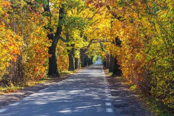 Strada Forestale Tra Alberi Autunnali Colorati — Foto Stock