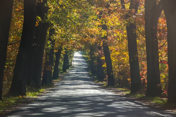 Droga Leśna Wśród Kolorowych Jesiennych Drzew — Zdjęcie stockowe