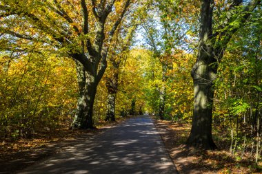 Renkli sonbahar ağaçları arasında orman yolu