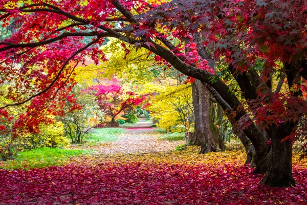 Herbstallee Park Mit Bunten Blättern — Stockfoto