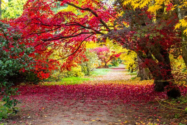 Ruelle Automne Dans Parc Avec Des Feuilles Colorées — Photo