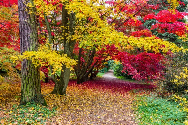 Beco Outono Parque Com Folhas Coloridas — Fotografia de Stock