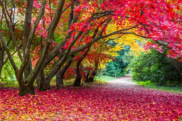 Φθινοπωρινό Δρομάκι Στο Πάρκο Πολύχρωμα Φύλλα — Φωτογραφία Αρχείου