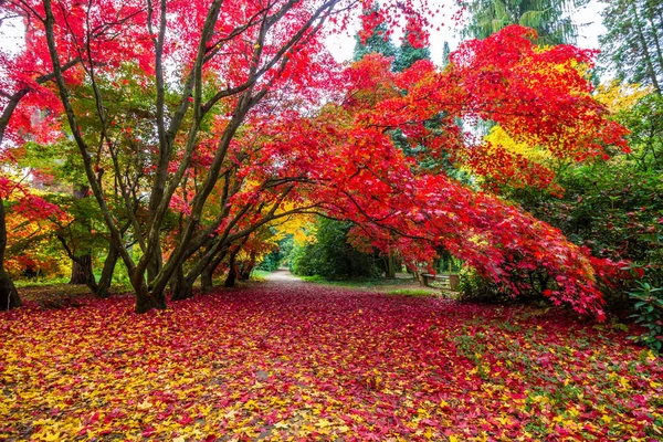 Autumn Alley Park Colorful Leaves — Stockfoto