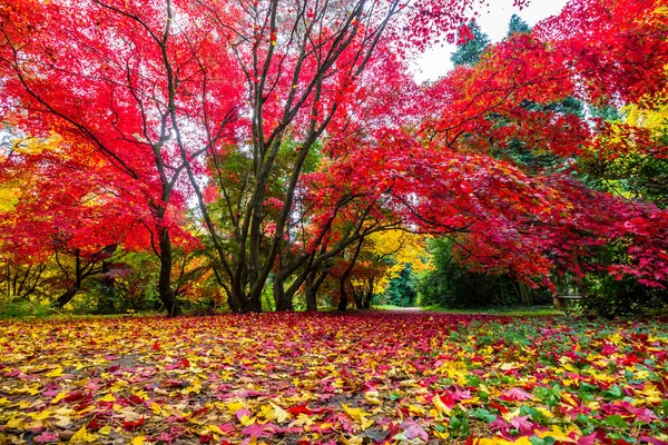 Callejón Otoño Parque Con Hojas Colores — Foto de Stock