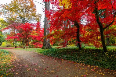 Parktaki sonbahar ağaçlarında renkli yapraklar