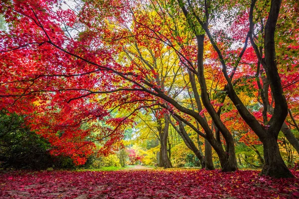 Красочные Листья Осенних Деревьях Парке — стоковое фото