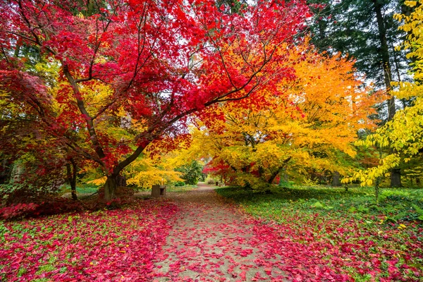 Kolorowe Liście Jesiennych Drzewach Parku — Zdjęcie stockowe