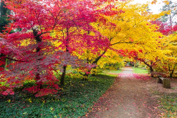 Πολύχρωμα Φύλλα Στα Φθινοπωρινά Δέντρα Στο Πάρκο — Φωτογραφία Αρχείου