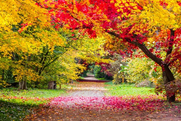 Bunte Blätter Herbstbäumen Park — Stockfoto