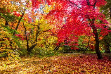 sonbahar park'ın renkli yapraklarda