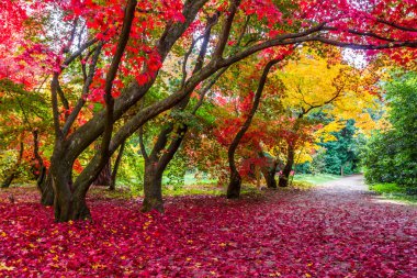 sonbahar park'ın renkli yapraklarda