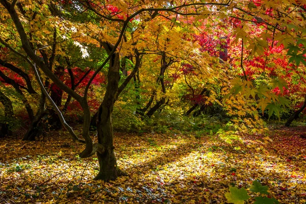 Kolorowych Liści Jesienią Park — Zdjęcie stockowe