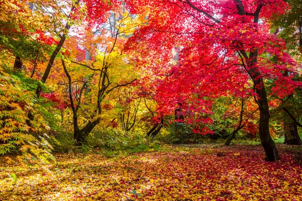 sonbahar park'ın renkli yapraklarda