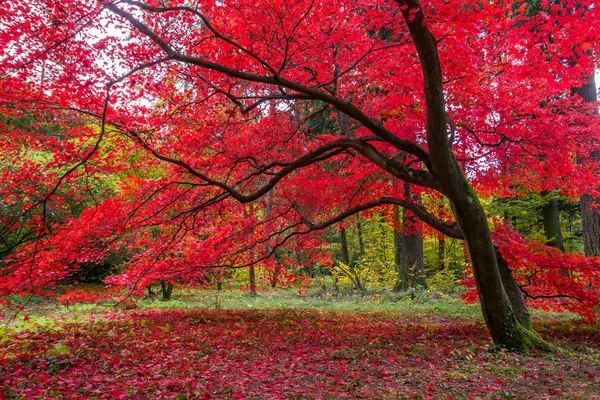 Feuilles Colorées Dans Parc Automne — Photo