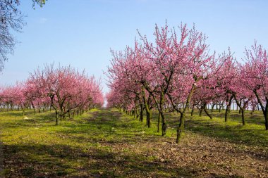 blooming cherries in the orchard on a sunny spring day orchard clipart
