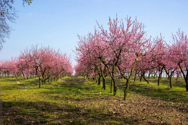 Bloeiende Kersen Boomgaard Een Zonnige Lenteboomgaard — Stockfoto