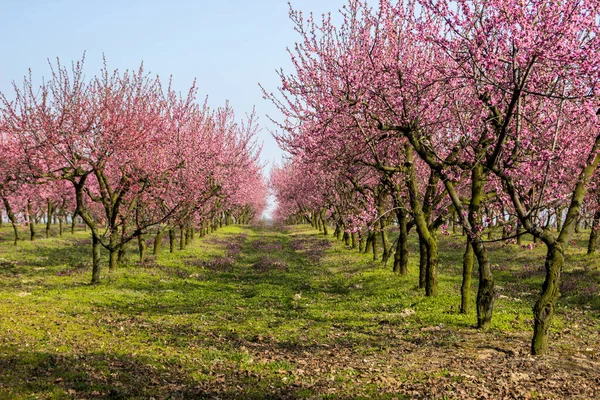 Bloeiende Kersen Boomgaard Een Zonnige Lenteboomgaard — Stockfoto