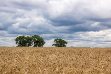 Olgun tahıl tarlasında fırtına bulutları