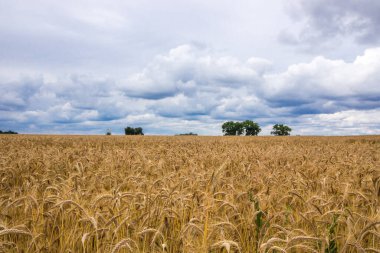 Olgun tahıl tarlasında fırtına bulutları
