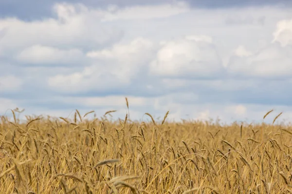 Storm Clouds Ripe Grain Field — Stock Photo, Image