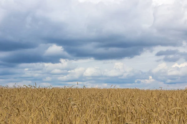 熟した穀物畑の上に嵐の雲 — ストック写真
