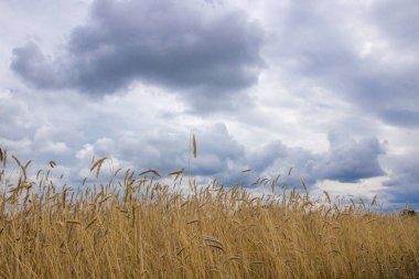 Olgunlaşmış tahıl tarlasında hasat öncesi fırtına bulutları