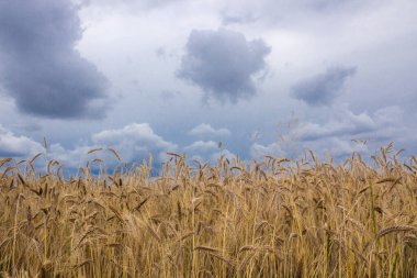 Olgunlaşmış tahıl tarlasında hasat öncesi fırtına bulutları