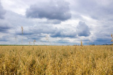 Olgunlaşmış tahıl tarlasında hasat öncesi fırtına bulutları