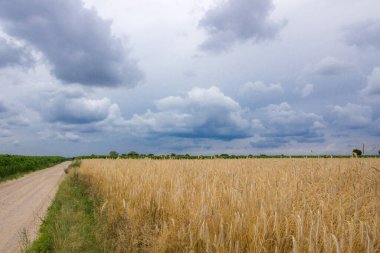 Olgunlaşmış tahıl tarlasında hasat öncesi fırtına bulutları