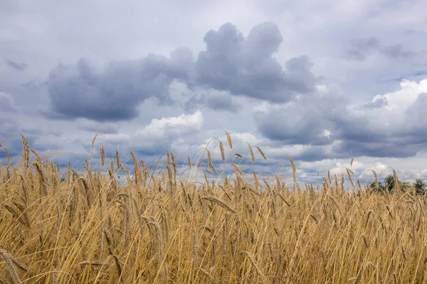 収穫前に熟した穀物畑の上に嵐の雲 — ストック写真