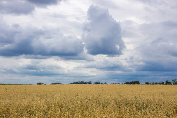Штормові Хмари Над Стиглим Зерновим Полем Перед Збиранням Врожаю — стокове фото