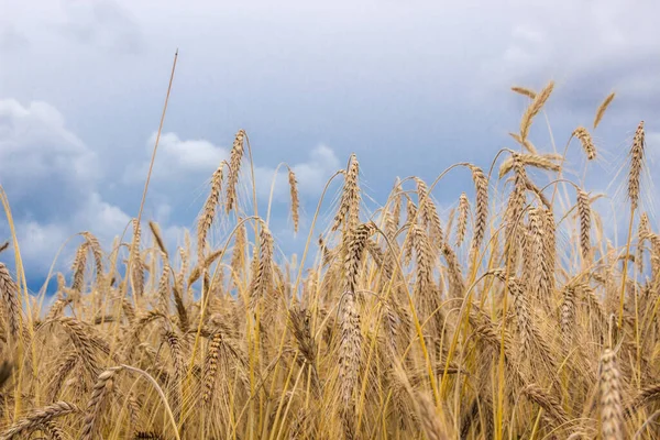 Storm Clouds Ripe Grain Field Harvest — Stock Photo, Image