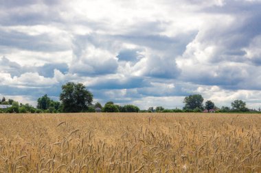 Hasattan önce olgunlaşmış mısır tarlasının üzerinde kara bulutlar.