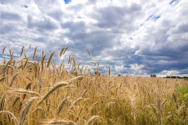 Hasattan önce olgunlaşmış mısır tarlasının üzerinde kara bulutlar.