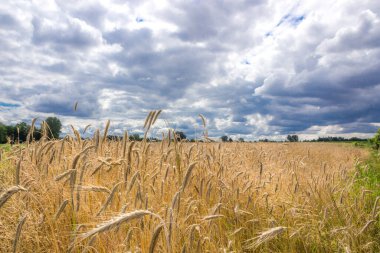 Hasattan önce olgunlaşmış mısır tarlasının üzerinde kara bulutlar.