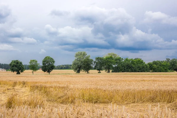 Tmavé Mraky Nad Zralou Kukuřicí Před Sklizní — Stock fotografie